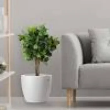Decorative Plants